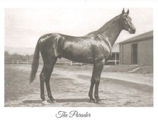 1901 Preakness Stakes winner, Thoroughbred 