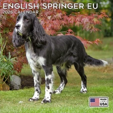 English Springer Euro Calendar 2026 - Dog Breed Calendar - Made in the USA!