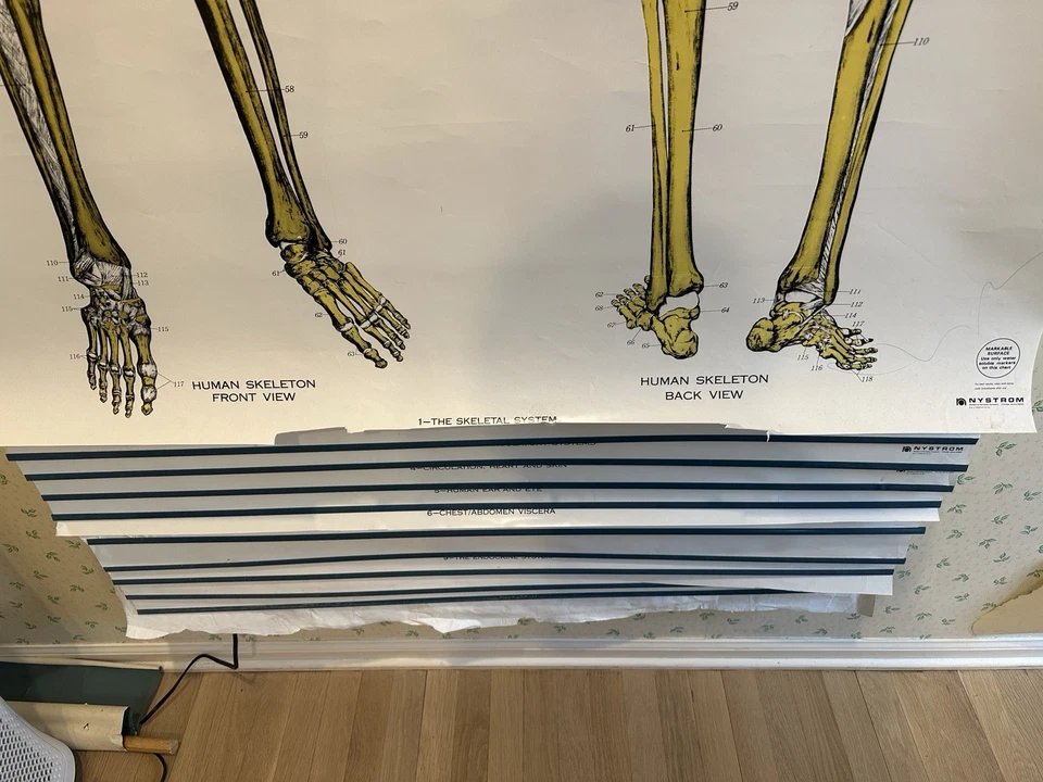 Nystrom Frohse American Anatomical Pull Down Wall Chart conjunto de 11 de colección Foto 2 de 4
