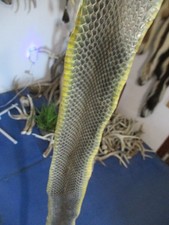 blue racer snake skin snake hide dry tanned wrap blanks COOL art education V9