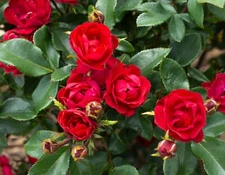 Petite Knock Out® Rose - Live Plant ( 1 QT )