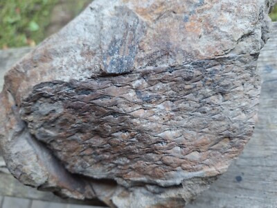 Paliozoic, Pennsylvanian, Fossil, Devonian, Lepidodendron,  Carboniferous, VA