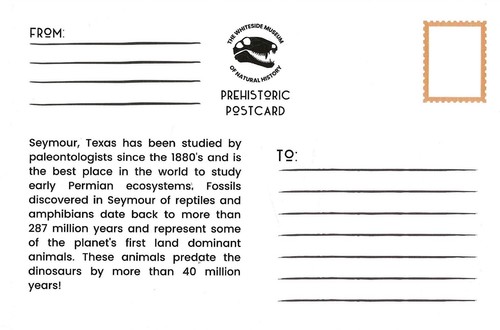 Postcard TX Seymour Whiteside Musm of Natural History Dimetrodon TX Red Beds MNT - Picture 2 of 2