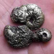 3 pcs 14-24 mm Normandy Ammonite Pyrite Jurassic France Fossil 4011