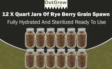 Rye Berry Grain Spawn Jars | Fully Sterilized | 12-Pack of Jars Rye Berry Grain Spawn Jars | Fully Sterilized | 12-Pack of Jars - Image 1