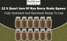 Rye Berry Grain Spawn Jars | Fully Sterilized | 12-Pack of Jars