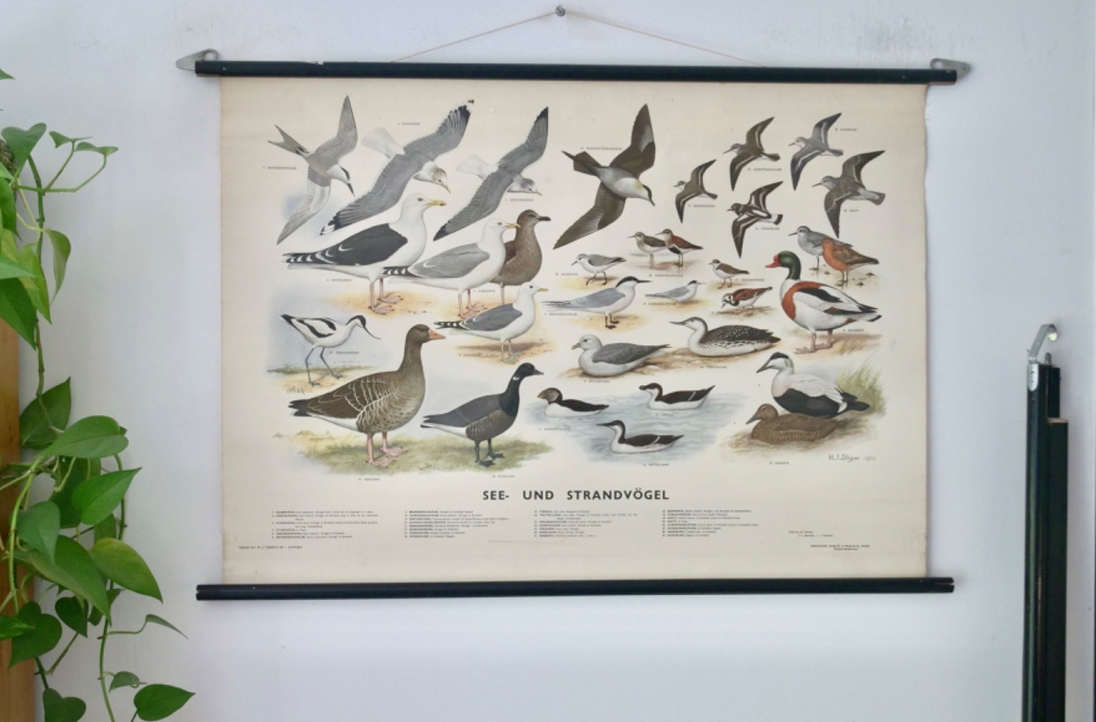 VINTAGE | SCHULWANDKARTE SEE UND STRANDVÖGEL | EDUCATIONAL SCHOOL CHART 1959