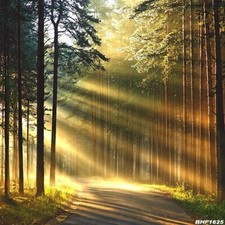 10'x10' Tree Computer-painted Vinyl Scenic Photo Background Backdrop BHF1625