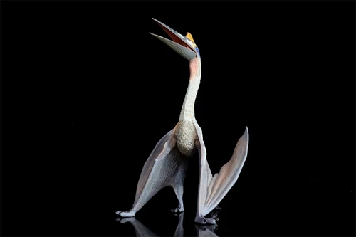 TNG Quetzalcoatlus Model Jurassic Dinosaur Animal Figure Toys Xmas Gift Decor - Picture 18 of 24
