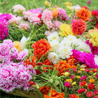 PORTULACA DOUBLE FLOWERED MIXED 100+ Seeds Grow FLOWERS Beautiful GARDEN