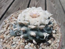 30 Seeds - Loph (willi) var. Texan(a) - Button Cactus (US Seller)