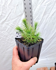 Bristlecone Pine tree in small nursery pot. Natural dwarf. Pre Bonsai Landscape