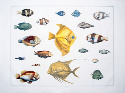 SEBA TROPICAL FISH ENGRAVING RARE ORIGINAL DOUBLE PAGE FOLIO COPPERPLATE 1734-69