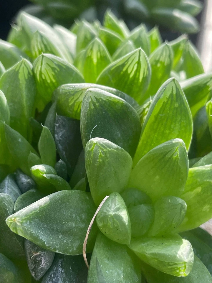 Oversized Haworthia Cymbiformis - Cathedral Window Haworthia - Shown in 3.5” pot - Image 3 of 4