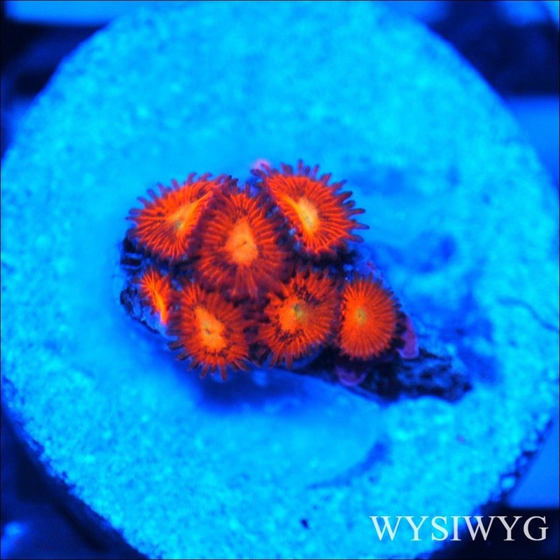 Corals of Eden ~ WYSIWYG Live Coral Frag ~ Fireworks Zoa - Soft Coral