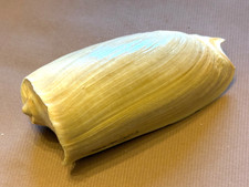 Coquillage de collection : volute cymbium