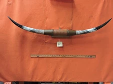 MOUNTED STEER BULL  HORNS 4' 4" tip to tip #421 BULL HORN LONGHORN
