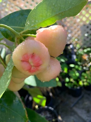 Pink Wax Apple 18''-22''  Fruit Tree Organic Natural NO CA AK HI Rose Apple