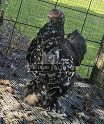 Mottled Brahma Hatching Eggs (12)