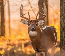 Whitetail Deer Food Plot Seed | Turnip Radish Clover Wheat Rye Oats Mix | Buffal