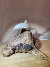 John Perry Sculpture White Dolphin On Burlwood Base 6x4"