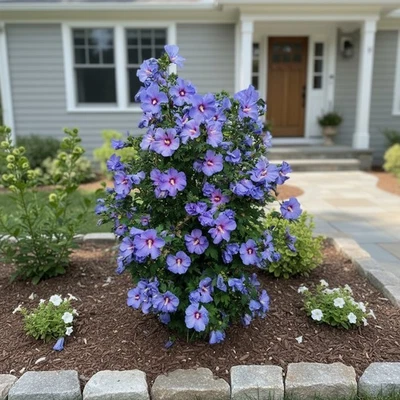 blue hibiscus products for sale | eBay