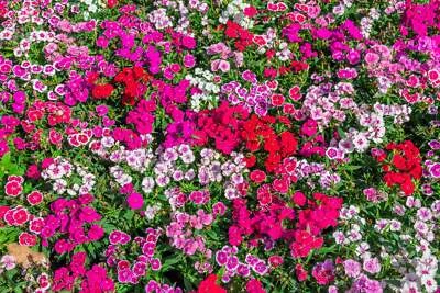 SEEDVILLE USA 500 MIXED CHINESE PINKS China Rainbow Pink Dianthus Chinensis Bicolor Flower See