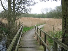 Photo 6x4 Boardwalk on Stour Valley Walk in Stodmarsh Nature Reserve Grov c2009
