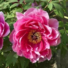 Tree Peony Seeds - Paeonia suffruticosa Pink Moutan Hardy Perennial Flower 10-25