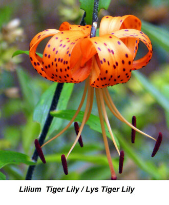 Seed Tiger Lily Lilium Lys Davidii Davids HEIRLOOM Perennial Seeds COMB S/H  + | eBay