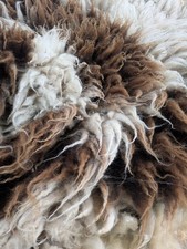 Jacob Shearling Ewe Fleece &ndash; Raw British Wool &ndash; Spinning, Felting & Craft