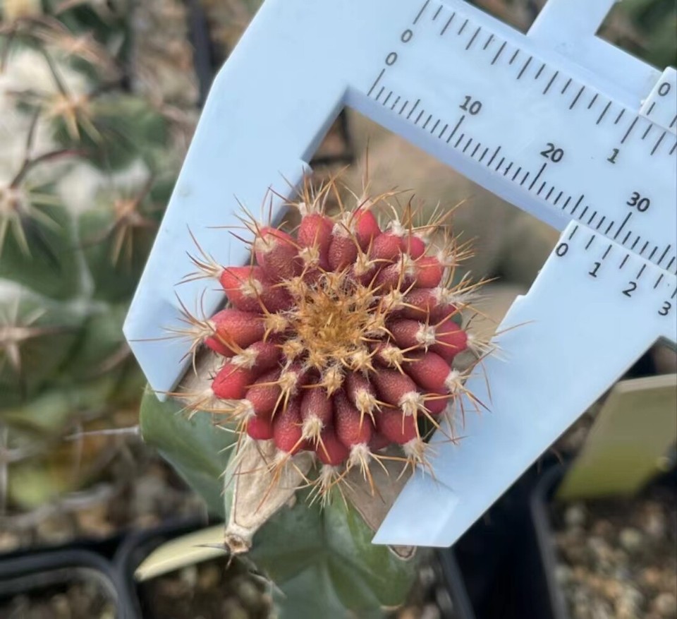 Grafted Rare Succulent Live Plant Uebelmannia gummifera WYSIWYG