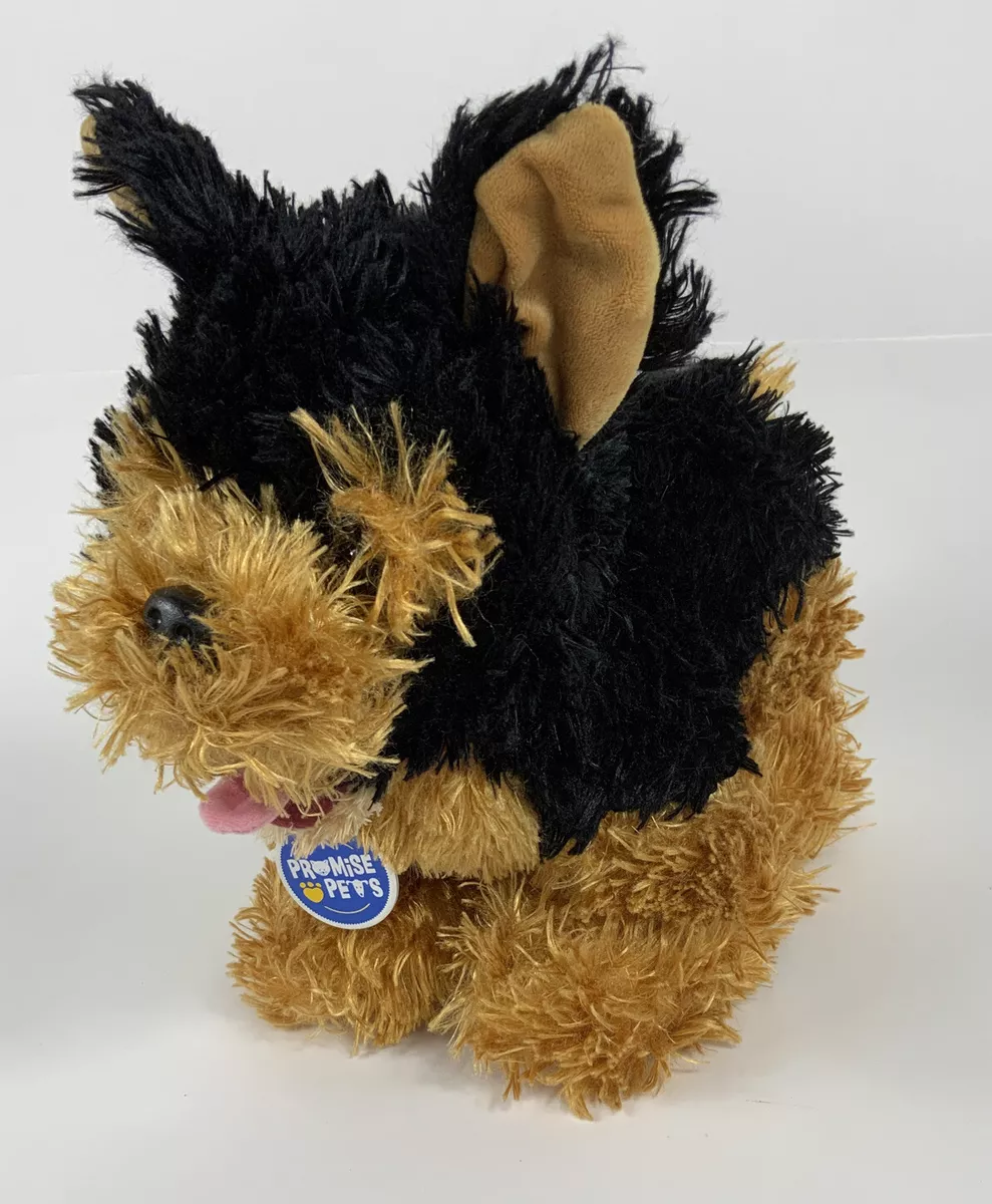 Teddy bear yorkie price cheap