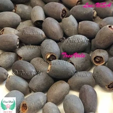 10 Mixed Lotus Nicked Seeds - USA Seller