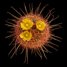 Ferocactus hamatacanthus (North of Piedra Blanca) 5-7cm | Texas barrel cactus |