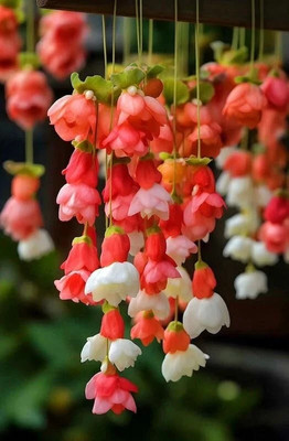 Imported Weeping begonia flowers bulbs | lite pink flowers bulbs- Pack of 2 Bulb