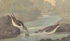 1942 Audubon Art Print 320 Least Sandpiper. Vintage Bird Illustration.