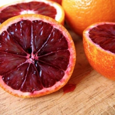 VIVAIO GARDEN FOREST Pianta di Arancio Fragola in vaso 20 cm foto reali piante di agrumi