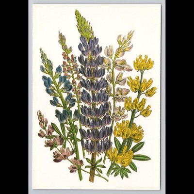 Vintage Postcard Lupine Flowers 1993 Unposted Scenic Collectible View Original
