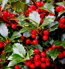 🌴Stechpalme Ilex aquifolium winterhart immergrün um 20 cm 🌴Agave Konvolut