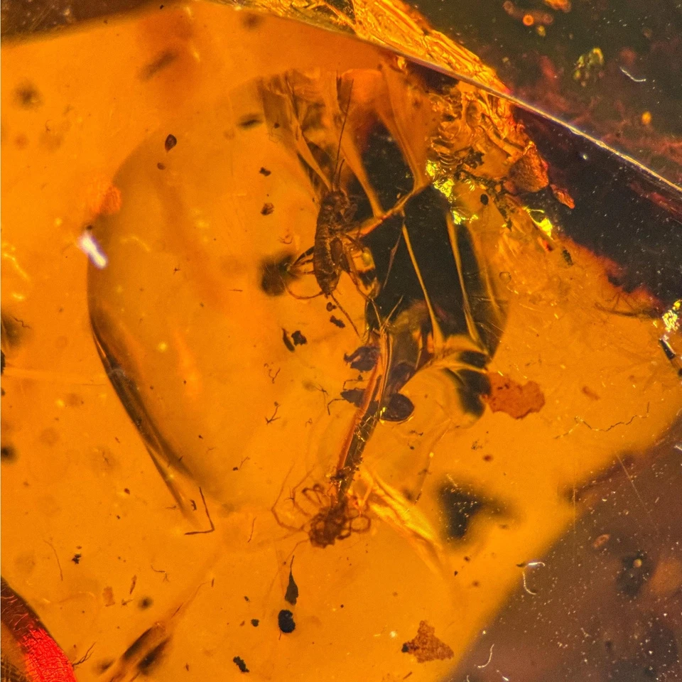 NEUROPTERA in Burmese / Burmite amber fossil / 100% genuine amber - Image 4 of 4