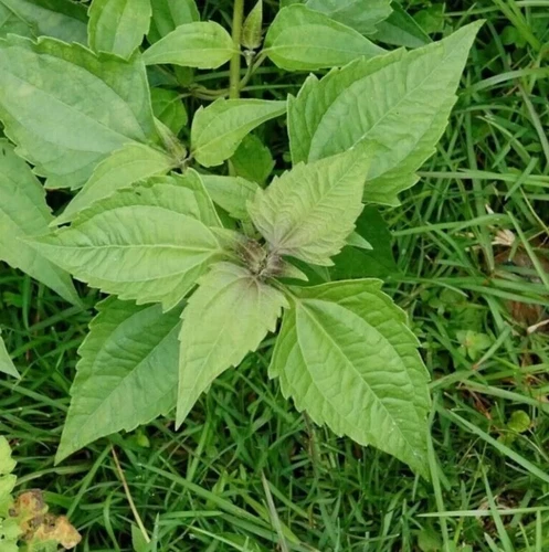 50g Dream Herb, Calea zacatechichi Leaf, FreeShip ~ Schmerbals Herbals