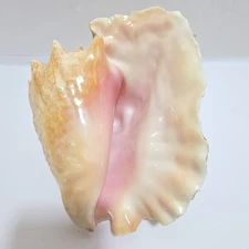 Queen Conch Shell Beach Decor Large Beautiful Pink White 9-10” Natural 2.6 lbs