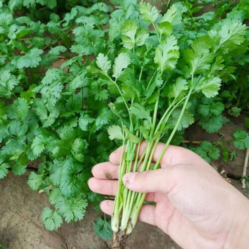 1000pcs Cilantro Seeds for Planting – Heirloom Coriander Herb for Outdoor Garden