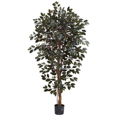 6  Capensia Ficus Tree X 3 W/1008 Lvs