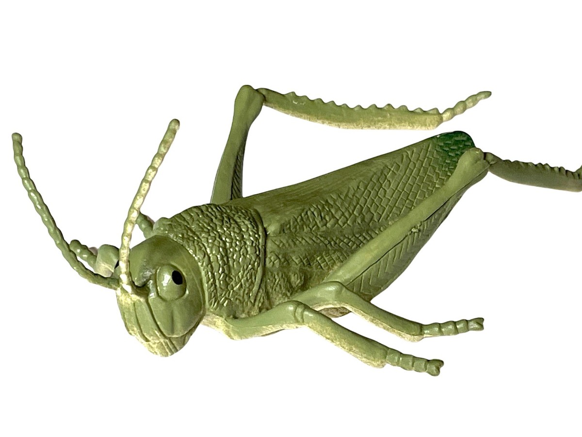 Beautifully Detailed Realistic American Grasshopper Insect Bug 5
