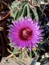 Ferocactus latispinus Cactus (3) Plants in 3.25" Pot! Great Deal! PURPLE FLOWERS