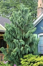25 Weeping Cypress Pine Seeds - Hesperocyparis funebris - Non-GMO Seeds