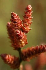 Bog Myrtle Shrub Seeds for Planting (15 Seeds) - Myrica Gale