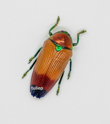 Buprestidae - Maggiolino gioiello - Metaxymorpha apicalis (MorF) Isola di Aru, Indonesia - Foto 2 di 11